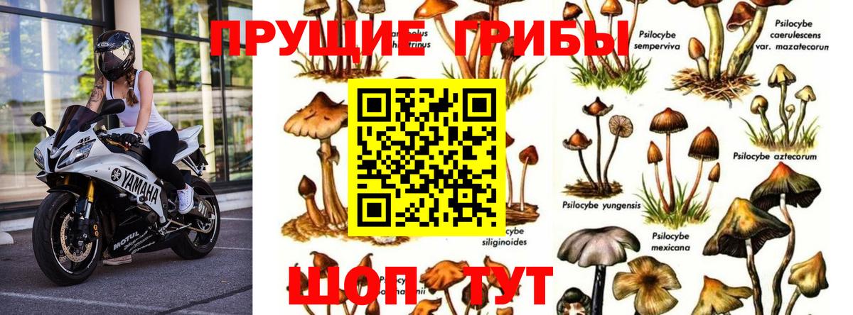 Псилоцибиновые грибы Psilocybine cubensis Озёрск
